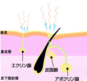エクリン汗腺とアポクリン汗腺のイメージ