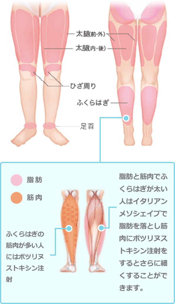 防衛 樹皮 許容できる ふくらはぎ 痩せ 脂肪 Fishing Japan Org