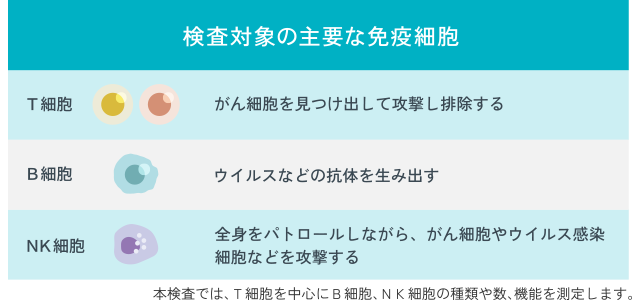 検査対象の主要な免疫細胞【T細胞】がん細胞を見つけ出して攻撃し排除する／【B細胞】ウイルスなどの抗体を生み出す／【NK細胞】全身をパトロールしながら、がん細胞やウイルス感染細胞などを攻撃する／本検査では、T細胞を中心にB細胞、NK細胞の種類や数、機能を測定します。