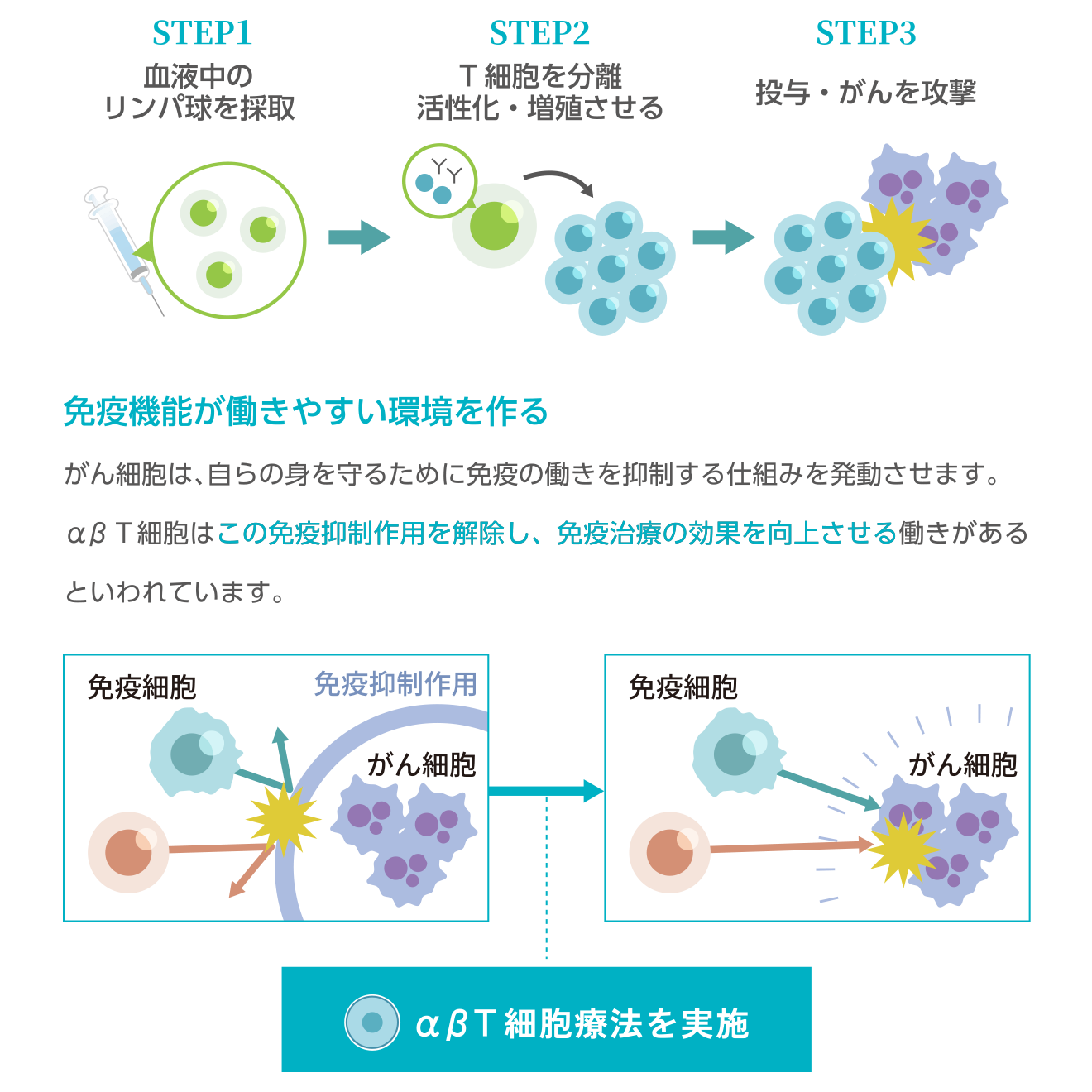 [STEP1]血液中のリンパ球を採取→[STEP2]T細胞を分離活性化・増殖させる→[STEP3]投与・がんを攻撃／【免疫機能が働きやすい環境を作る】がん細胞は、自らの身を守るために免疫の働きを抑制する仕組みを発動させます。αβT細胞はこの免疫抑制作用を解除し、免疫治療の効果を向上させる働きがあるといわれています。◎αβT細胞療法を実施