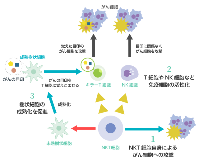 ①[NKT細胞]NKT細胞自身によるがん細胞への攻撃 ②[NKT細胞]T細胞やNK細胞など免疫細胞の活性化 [NK細胞]目印に関係なくがん細胞を攻撃 [キラーT細胞]覚えた目印のがん細胞を攻撃 ③[NKT細胞]樹状細胞の成熟化を促進→[成熟樹状細胞]がんの目印をT細胞に覚えこませる