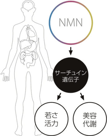 NMN サーチュイン遺伝子 若さ活力 美容代謝