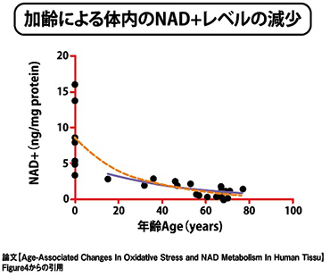 加齢による体内のNAD+レベルの減少