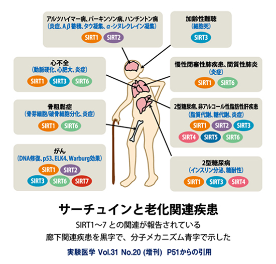 サーチュインと老化関連疾患