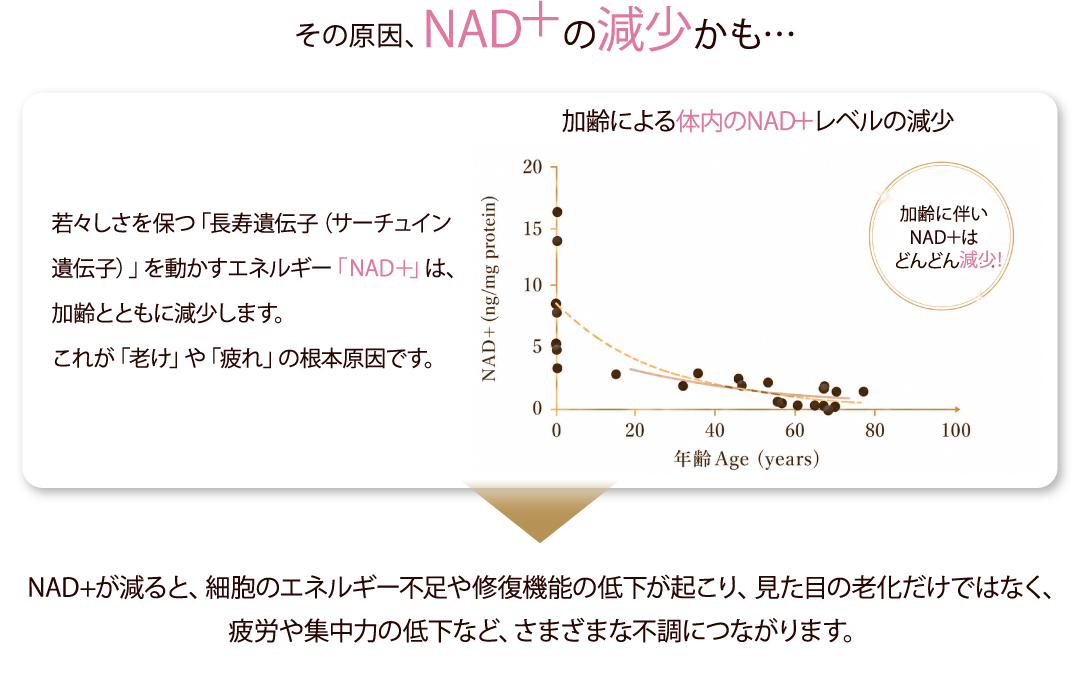 その原因、 NAD＋の減少かも…／若々しさを保つ「長寿遺伝子（サーチュイン遺伝子）」を動かすエネルギー「NAD＋」は、加齢とともに減少します。これが「老け」や「疲れ」の根本原因です。／加齢による体内のNAD＋レベルの減少／加齢に伴いNAD＋はどんどん減少！／NAD+が減ると、細胞のエネルギー不足や修復機能の低下が起こり、見た目の老化だけではなく、疲労や集中力の低下など、さまざまな不調につながります。