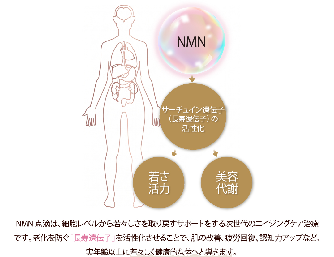 NMN サーチュイン遺伝子（長寿遺伝子）の活性化 若さ 活力 美容 代謝／NMN点滴は、細胞レベルから若々しさを取り戻すサポートをする次世代のエイジングケア治療です。老化を防ぐ「長寿遺伝子」を活性化させることで、肌の改善、疲労回復、認知力アップなど、実年齢以上に若々しく健康的な体へと導きます。