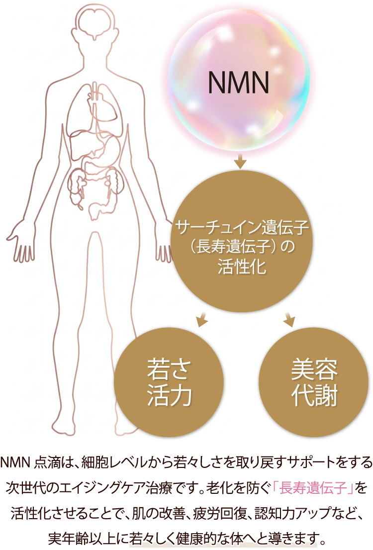 NMN サーチュイン遺伝子（長寿遺伝子）の活性化 若さ 活力 美容 代謝／NMN点滴は、細胞レベルから若々しさを取り戻すサポートをする次世代のエイジングケア治療です。老化を防ぐ「長寿遺伝子」を活性化させることで、肌の改善、疲労回復、認知力アップなど、実年齢以上に若々しく健康的な体へと導きます。