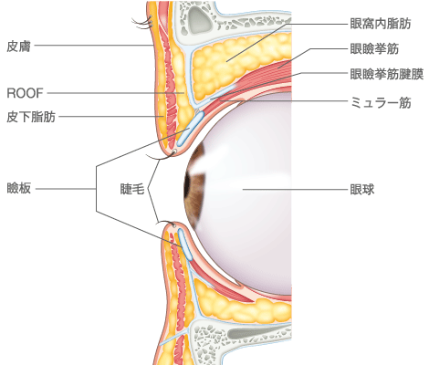 一重まぶたと二重まぶたと奥二重の違い 埋没法や切開法で二重になる仕組みについて 高須クリニック