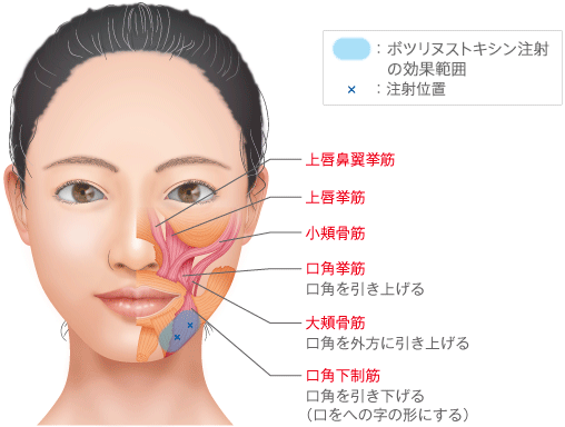 口角拳筋：口角を引き上げる　大頬骨筋：口角を外方に引き上げる　口角下制筋：口角を引き下げる（口をへの字の形にする）