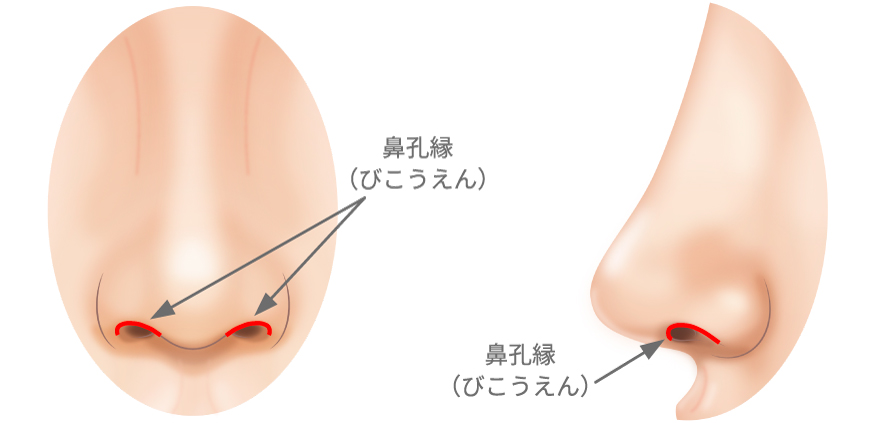 鼻孔縁(びこうえん)とは?