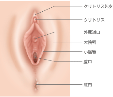 小陰唇のビラビラが大きいと悩むあなたに伝えたい 女性器の美容整形 診察や手術の方法 美容整形の高須クリニック 東京赤坂 横浜 名古屋 大阪