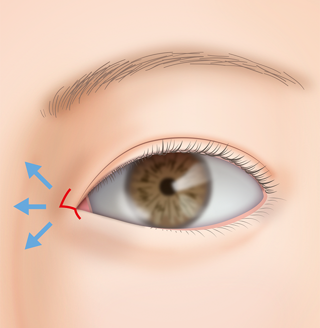 理想的な目と目の間隔 比率は 目の横幅 縦幅は 黒目の大きさ 見える面積の割合は 高須クリニック