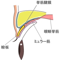 まぶたの構造