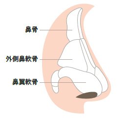 鼻叩きで本当に鼻は高くなるのか 効果はあるのか Dr 高須幹弥の美容整形講座 美容整形の高須クリニック