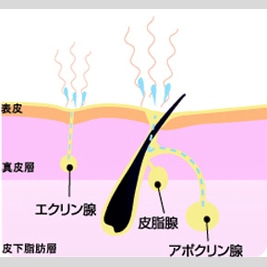 すそワキガの治療について