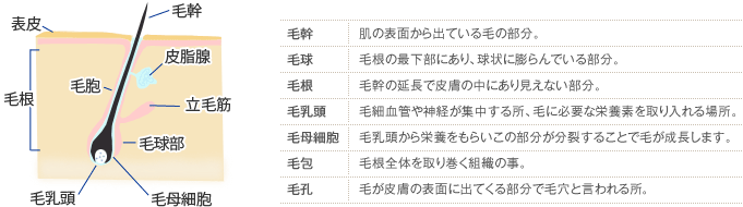 レーザー脱毛の基礎知識 美容整形の高須クリニック 東京赤坂 横浜 名古屋 大阪 レーザー脱毛の基礎知識 美容整形の高須クリニック 東京赤坂 横浜 名古屋 大阪