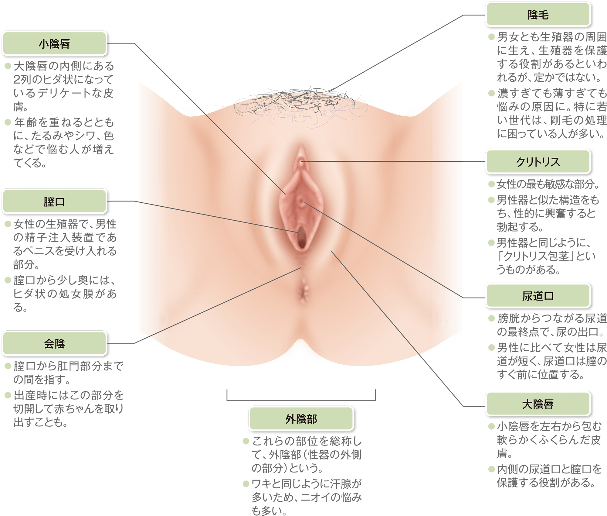 悩み解決から より美しく エイジングまで 女性器のアレコレに正解をお届けします あなたの願いを叶える方法 美容整形の高須クリニック