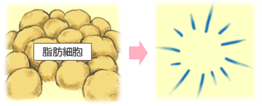 脂肪細胞